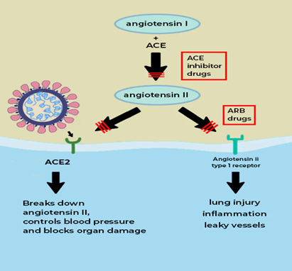 Sars binding to ACEII  causes activation of angiotensin II  (regulates bp, etc), when SARS inhibits this it leads to inflammation, lung injury and leaky vessels