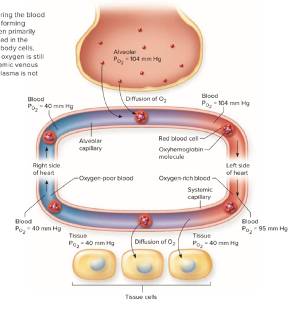 <p>1) Fra alveole (høj O2) til blod (lav O2)</p><p>2) Gennem blod til hjertets venstre side (styrer det systemiske kredsløb)</p><p>3) Fra hjertets venstre side og ud til cellerne via blodet</p><p>4) Fra blod (høj O2) til celler (lav O2)</p><p>5) Fra blod (nu lav O2) til højre side af hjertet (styrer lungekredsløbet)</p><p>6) Fra hjertets højre side til kapillærer i nærheden af lungernes alveoler</p>