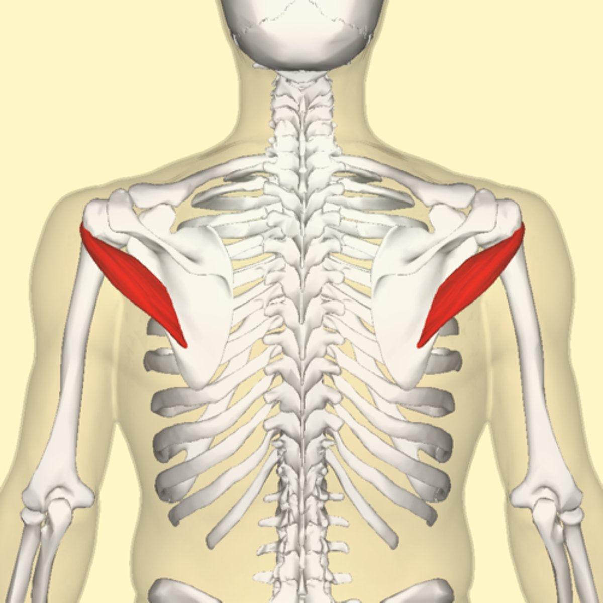 <p>Lateral rotation of humerus.</p>