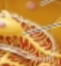 <p>what is this? inner layer</p>