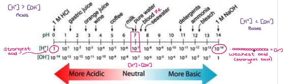 <ul><li><p>The pH scale indicates the relative concentration of hydrogen ions. As hydrogen ion concentration increases, pH decreases. A pH of less than 7 is an acid, a pH of 7 is neutral, and a pH of more than 7 is a base. </p></li></ul><p></p>
