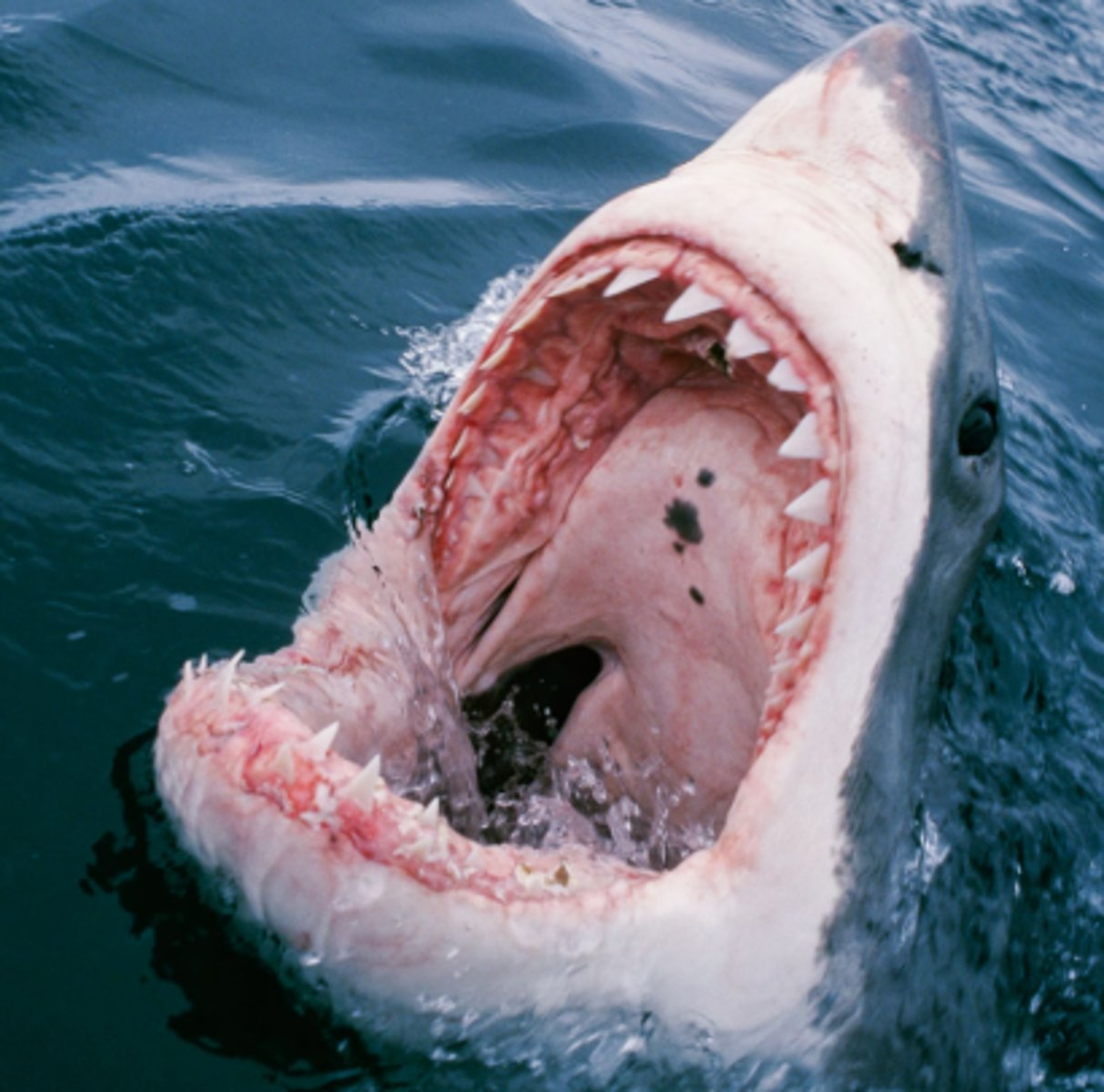 <p>True, the immune system recognizes and attacks them</p>