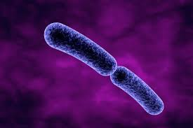 <p>What shape/arrangement is this bacteria?</p>