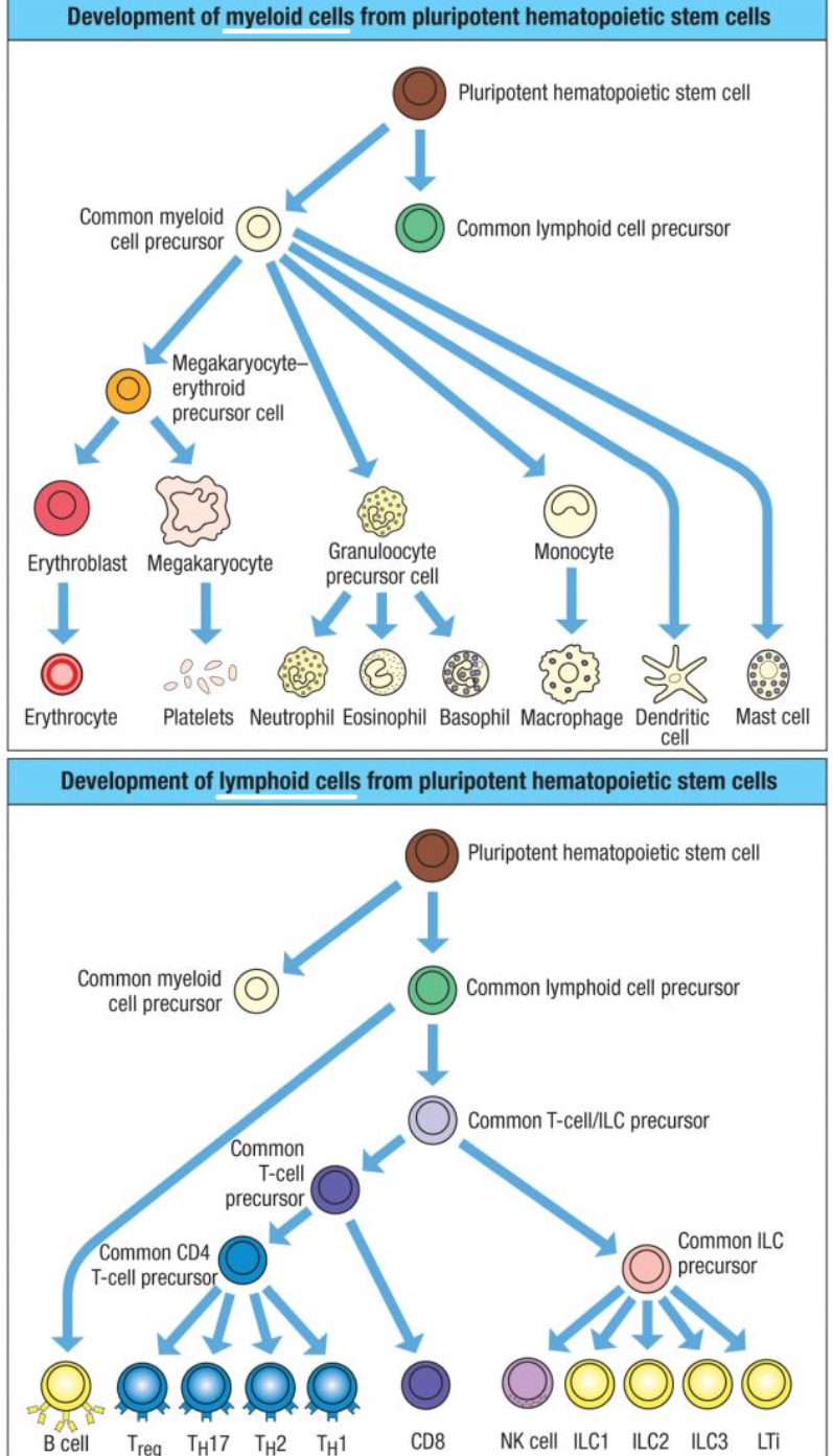 <p>Myeloid or lymphoid lineages.</p>