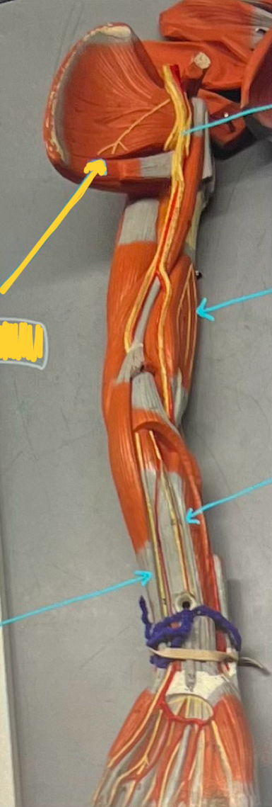 <p>What nerve is labeled by the yellow arrow?</p>