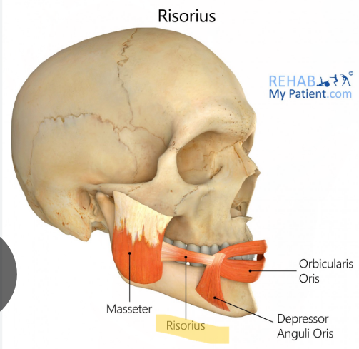 <p>Risorius </p>