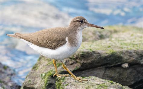 Speckled brown belly, subtle eye ring, shorter legs and neck. Short wings and wing stripe. Largely brown. Males and females similar.
