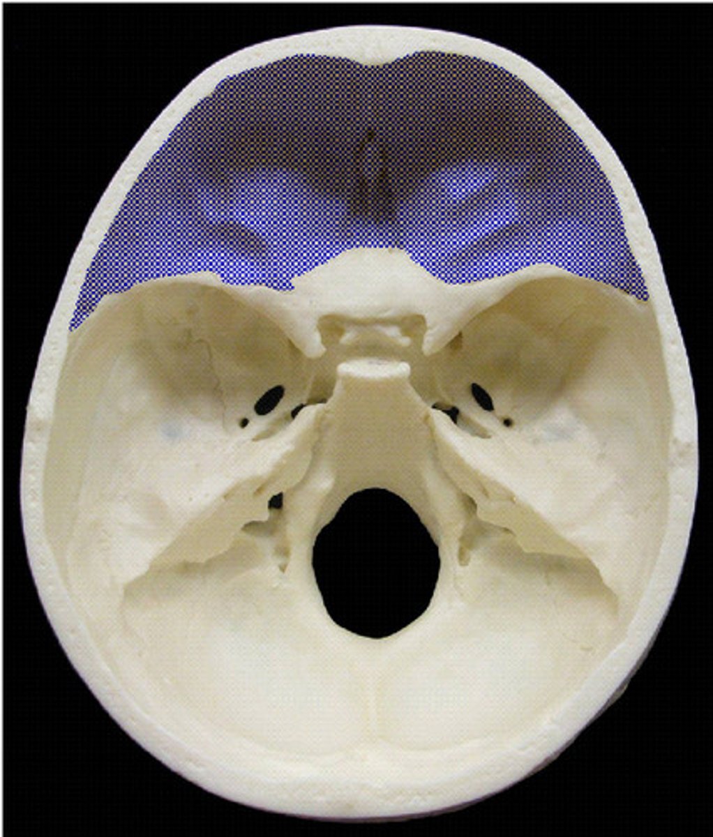 <p>holds the frontal lobe of the brain</p>