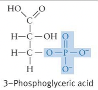 <ul><li><p>Breaking O-P bonds between multiple phosphate groups linked together releases large amounts of energy</p></li></ul>