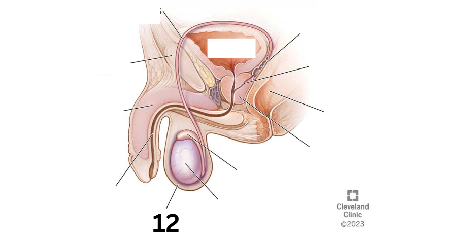 <p>Identity this male reproductive system (marked with 12)</p>