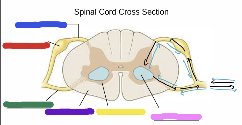 <p>what is represented by the blue section</p>