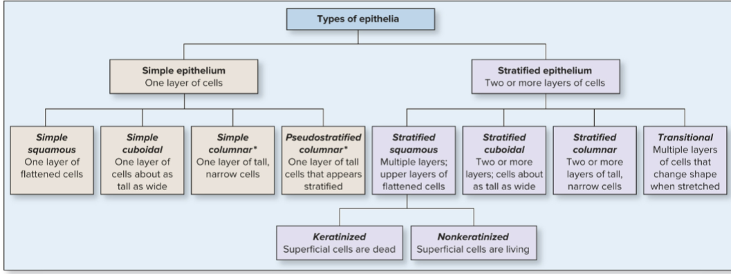 Types of Epithelia