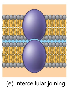 <p>Cells are joined together, they still are separate entities, but can collectively create things like tissues</p>