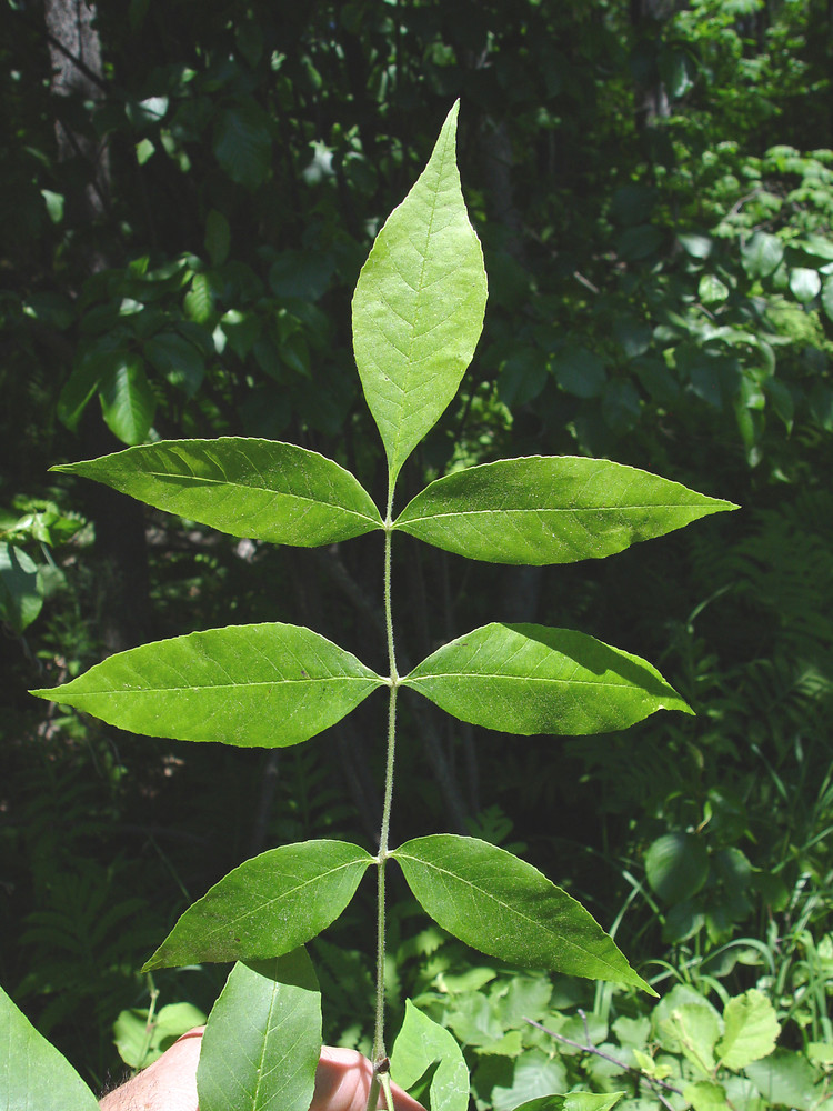 <p>green ash</p>