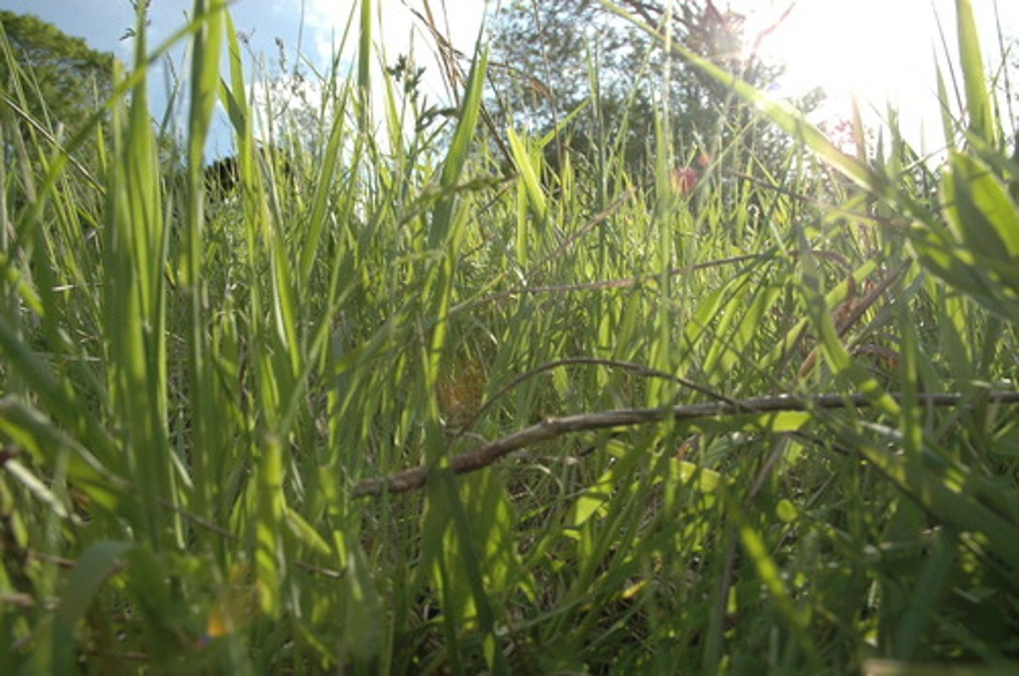 <p>grass</p>