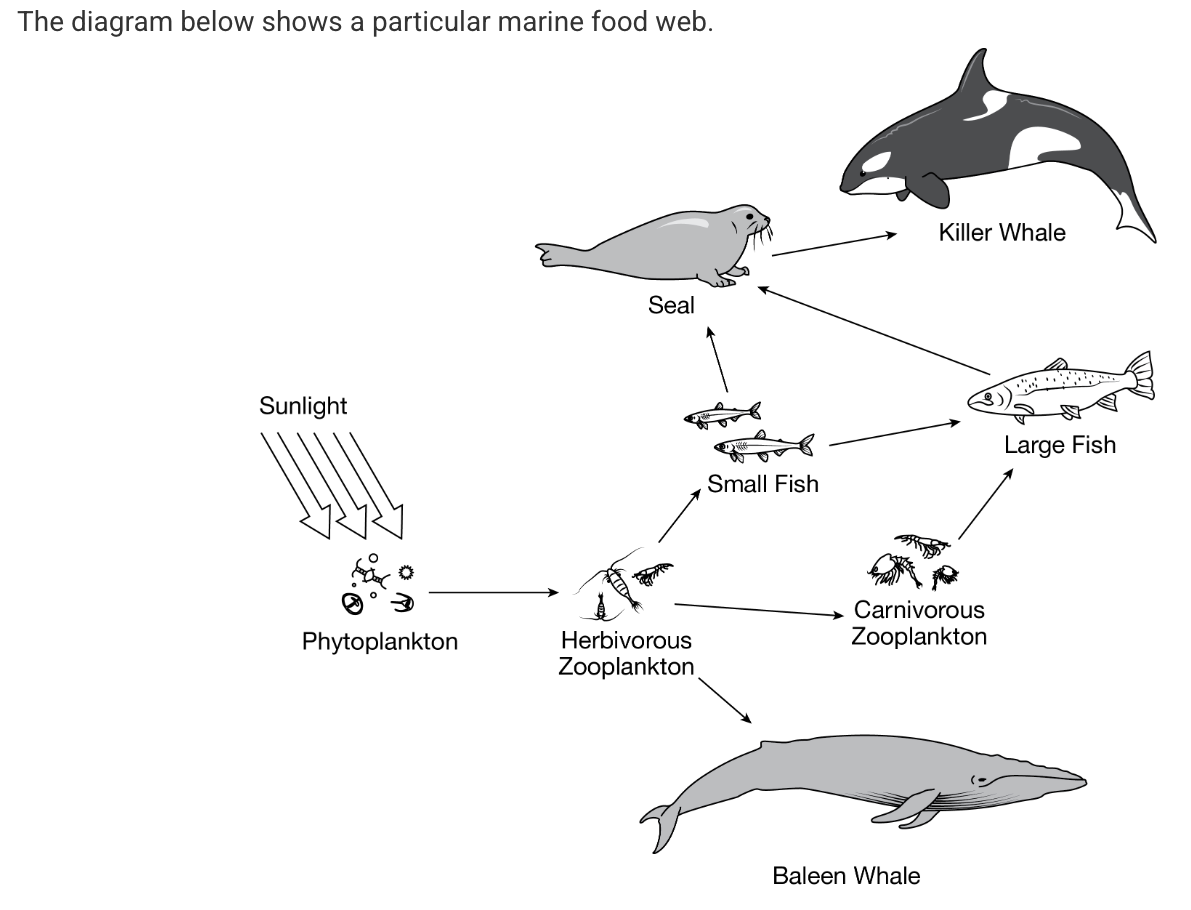 <p>What best describes what is represented by the arrows in the food web?</p>