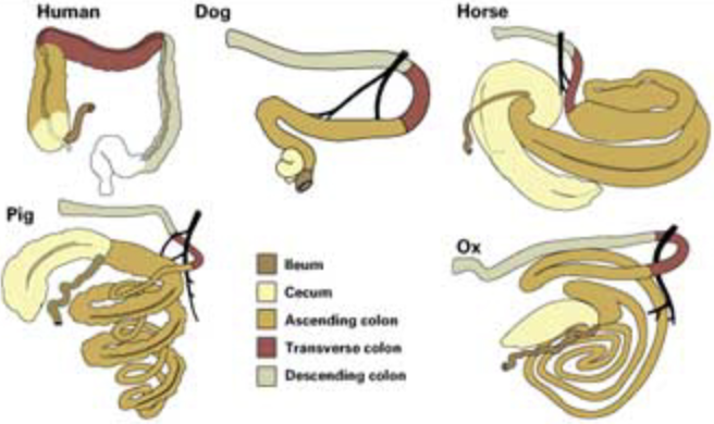 <p><span style="color: red"><strong>Descending Colon </strong></span></p><ul><li><p>In pig </p></li><li><p>In horse </p></li><li><p>In ruminant </p></li><li><p>What is rectum </p></li></ul><p></p>