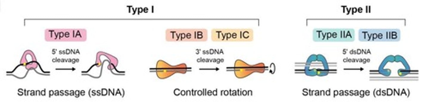 <p>Enzymes that modify DNA supercoiling.</p>