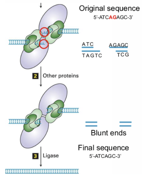<ol><li><p>Double stranded break is recognized by protein kinase (DNA-PK) and Ku80/Ku70 heterodimer</p></li><li><p>Proteins will bind to ends of the break and bring other proteins that make the ends blunt.</p></li><li><p>As a result, the ends will either be slightly broken by exonuclease or slightly rebuilt by polymerase to make them blunt (all nucleotides paired with complementary strands)</p></li><li><p>May result in a loss of information by the removal or addition of nucleotides.</p></li></ol><p></p>