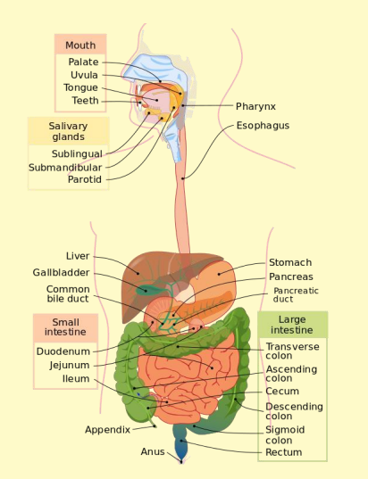 Digestive Sytem Diagram