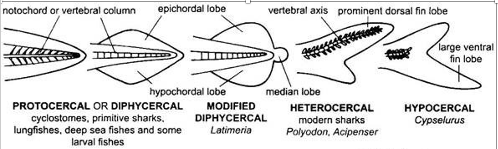 <p><span style="font-family: "Times New Roman", serif;"><strong>Simple</strong>, <strong>unexpanded</strong>, and <strong>symmetrical</strong></span></p><p><span style="font-family: "Times New Roman", serif;">Vertebral column (<strong>notochord</strong>) extends to the tip of the tail w/o expanding</span></p><p>provides support without distinct lobes.</p>