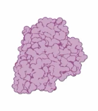 <p>-The overall 3D shape of the protein and often minimizes free energy; -Various types of bonds and interactions stabilize the protein at this level.</p>