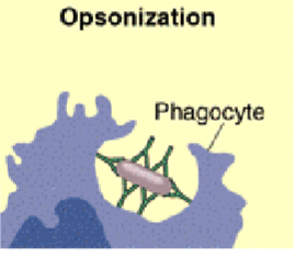 <p>Opsonization</p>