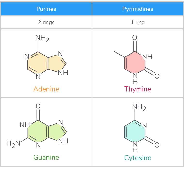 <ul><li><p><strong>Purines - These are larger bases that contain two carbon ring structures (A and G).</strong></p></li><li><p><strong>Pyrimidines - These are smaller bases that contain one carbon ring structure (T and C).</strong></p></li></ul><p></p>