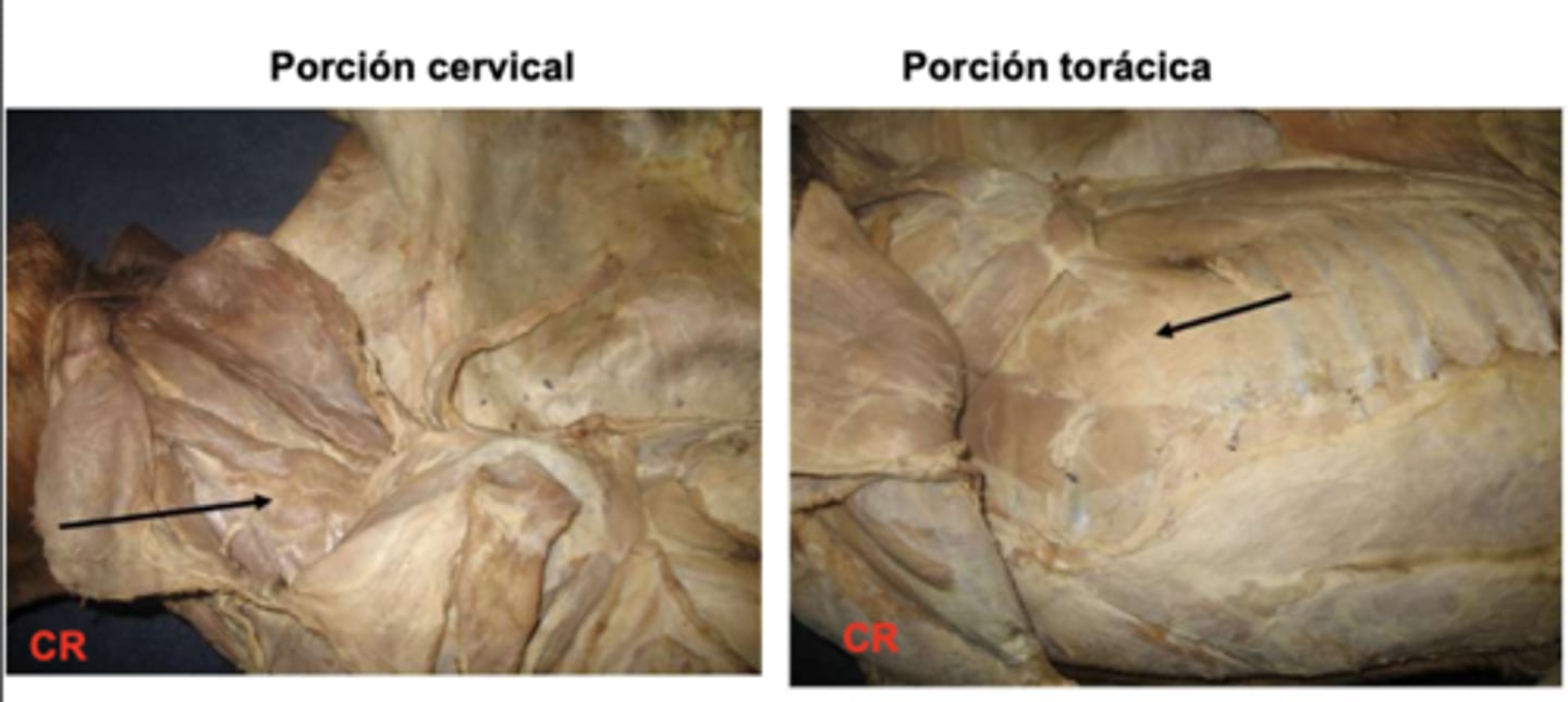 <p>Origen: Apófisis transversas vert. cervicales y 1a a 7a costilla</p><p>Inserción: cara serrata escápula </p><p>Función: aparato suspensor del tronco, extender y lateralizar cuello, inspiración </p><p>Inervación: n. cervicales y n. torácico largo Porciones: serrato vt. cervical y torácico</p>
