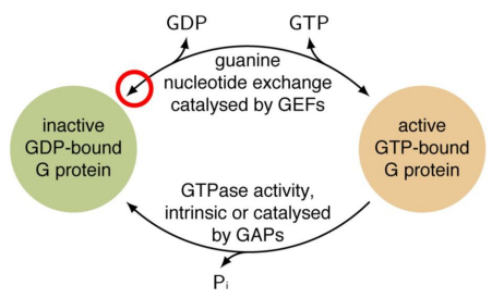 <p>G Proteins:</p><ul><li><p>Also called ___-___ ___ ___</p></li><li><p>Cycle between active state bound to ___ and inactive state bound to ___</p></li><li><p>___ exchange GDP for GTP</p></li><li><p>___ convert GTP to GDP</p></li></ul><p>2 Types:</p><ul><li><p>Large ___ G proteins of ___-___ (#) KDa with ___, ___, ___ subunits</p></li><li><p>Small ___ G proteins of ___-___ (#) KDa like ___, ___, ___, ___</p></li></ul><p></p>