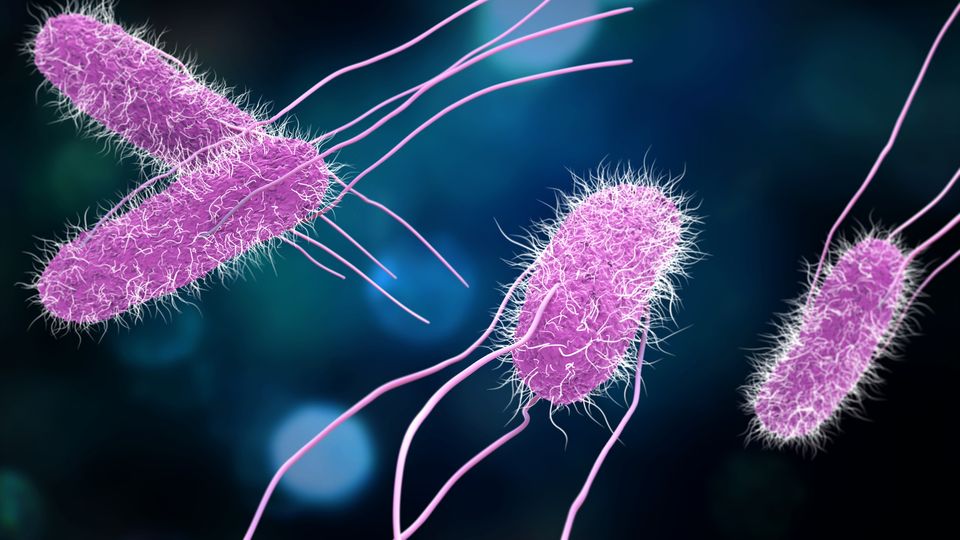 <p>(Pro-No): bacteria, DNa in nucleoid region, smaller than Eukaryotes</p>