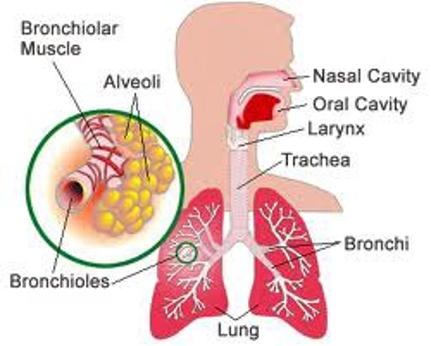 <p>1) Air enters the body through the nose</p><p>2) Air moves from nose to pharynx</p><p>3) Air moves from pharynx to trachea</p><p>4) Air moves from trachea to Bronchi (passages that direct air to lungs)</p>