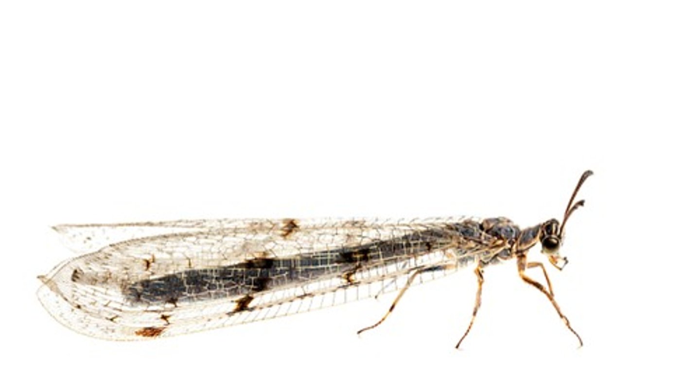 <p>Mierenleeuwen, lang smal lichaam en lange vleugels, scherpe kaken</p>