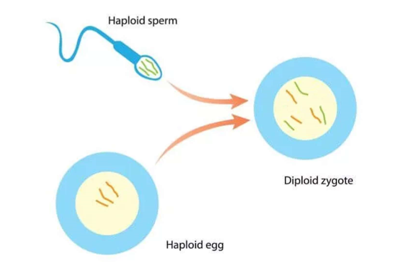 <p>the fused male and female gametes.</p><p>Containing a pair of each chromosome one coming from the male and the other from the female</p><p>The zygote grows into new off spring</p>