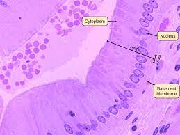 <p>to the top or outermost surface of a cell or tissue. It is typically exposed to the external environment or a body cavity. In epithelial tissues, the apical surface is characterized by specialized structures such as microvilli or cilia, which aid in absorption, secretion, or movement. The apical surface plays a crucial role in various physiological processes, including nutrient absorption in the intestines, gas exchange in the lungs, and sensory perception in the sensory organs.</p>