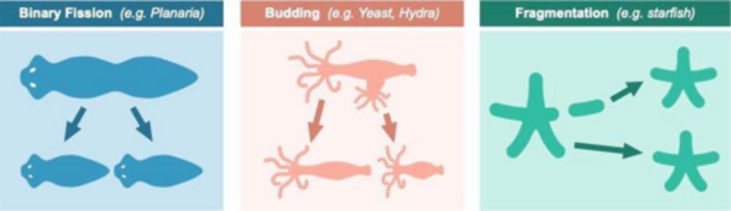 <p>A method where new individuals arise from outgrowths of existing ones, as seen in stony corals.</p>