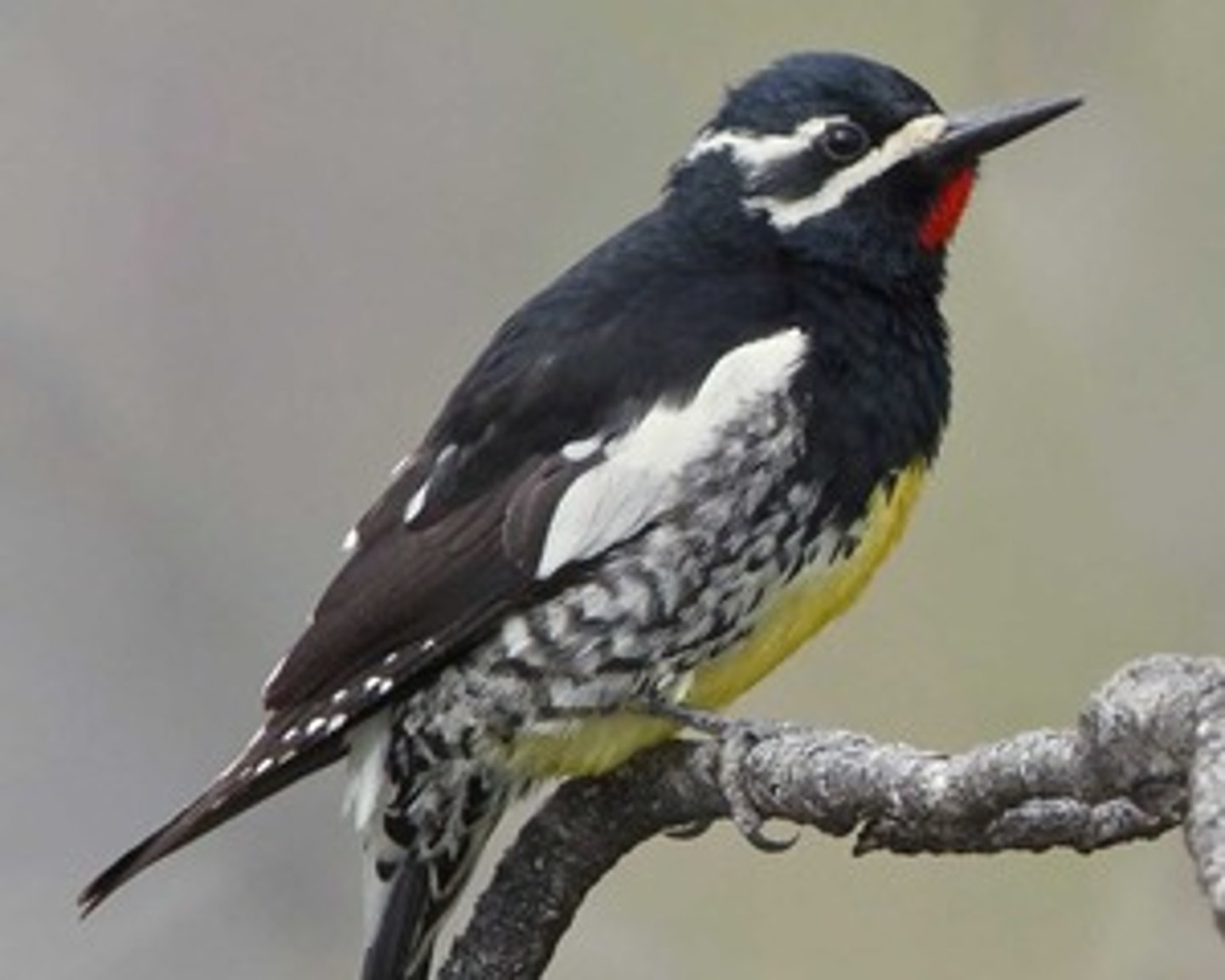 <p>Coniferous forests</p>