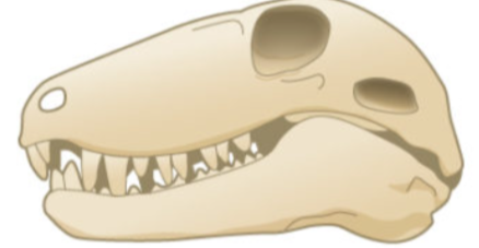 <p>Which skull is this?</p>