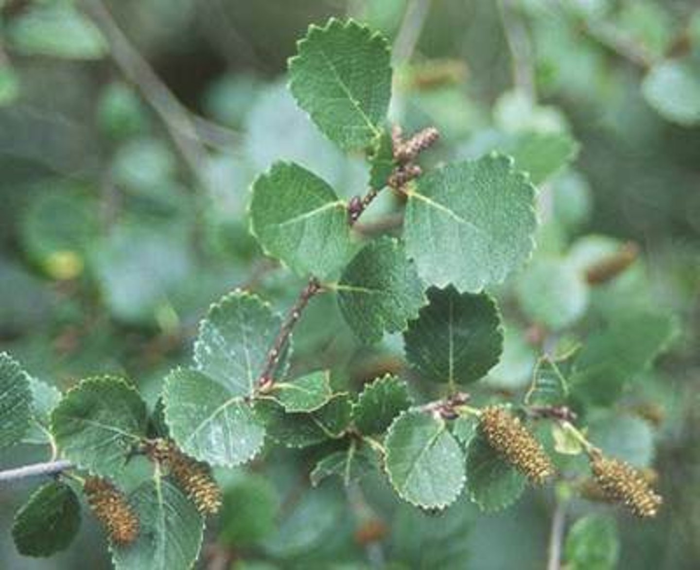 <p>Leaves almost round, </p><p>dime-sized </p><p>Leaves round and serrated</p><p>Rough bark (sandpaper)</p>