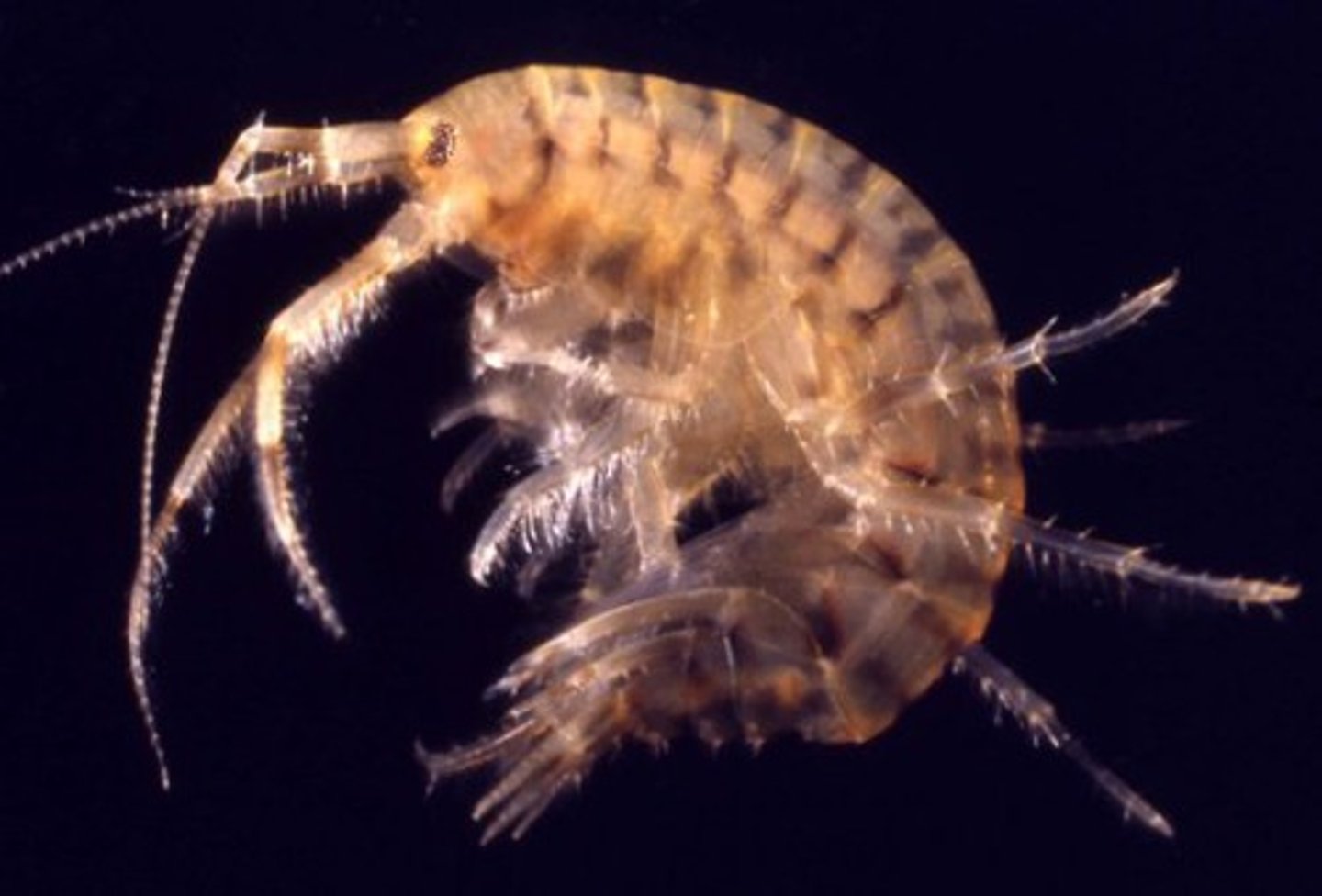 <p>small crusraceans with a curved body that is flattened sideways</p>