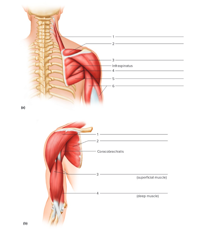 <p>Label the following: posterior and anterior shoulder and arm </p>