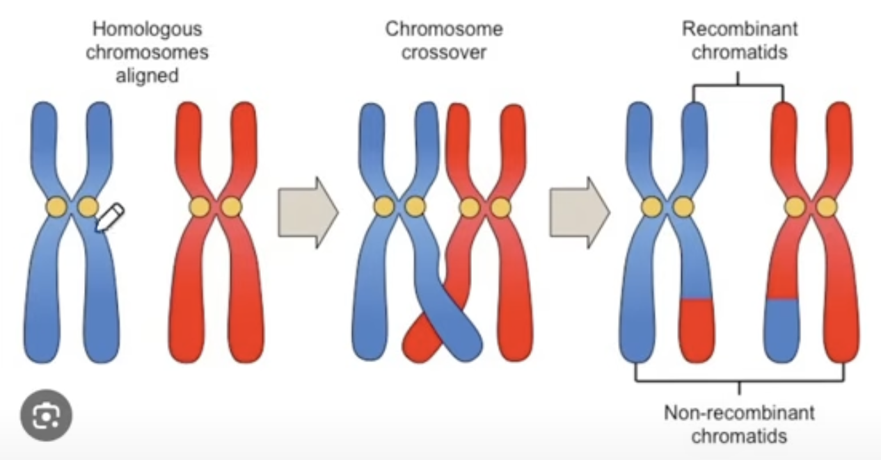 <p>exchange of genetic material to form new chromosomes that are genetically unique </p><p></p>