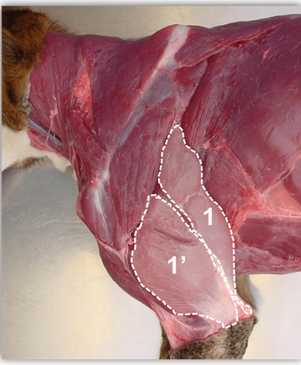 <p>scapula and humerus</p>