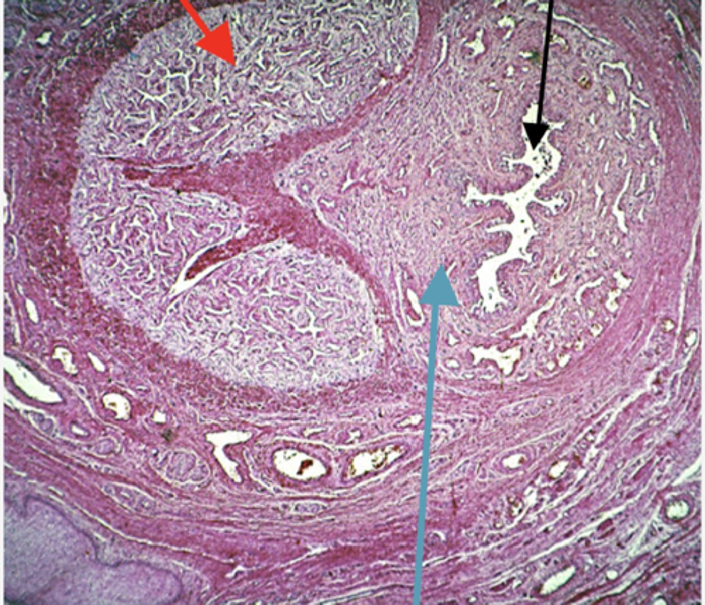 <p>Identify the region (RED ARROW)</p>