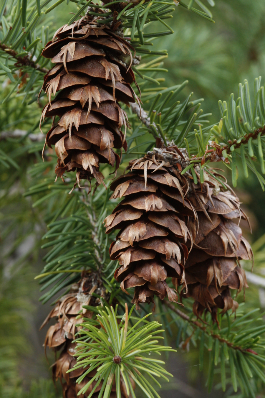 Blade: flat needles come off of twig in twos
Cones: bend off of twig, cones have "bracks", smaller cone with larger plates, not a true fir so cones lay down not on top of branches
Bark: similar to white pine, larger, sturdy plates that are dark grey