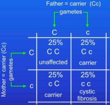 <ul><li><p>e.g on average 50% will be carriers and 50% won’t</p></li><li><p>just probabilities means it’s possible that all offspring could be carriers OR all could be unaffected</p></li></ul>