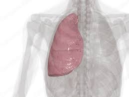 <p>The larger lung that has three lobes and is shorter due to the space occupied by the liver is known as the <strong><em></strong></em>__.</p>