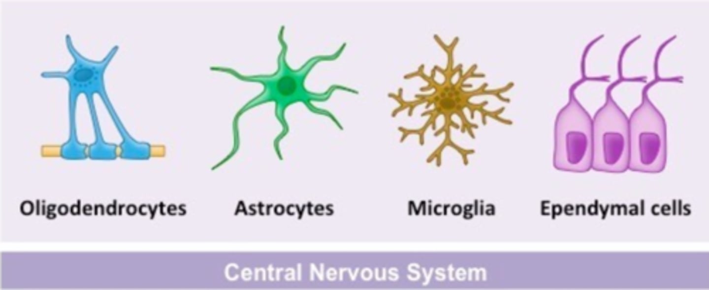 <p>astrocytes, oligodendrocytes, microglia, ependymal cells</p>