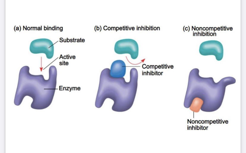 <p>What are non competitive inhibitors?</p>