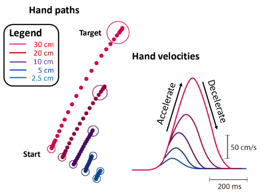 <p>smooth, relatively straight and accurate with a “bell-shaped” velocity profiles</p>